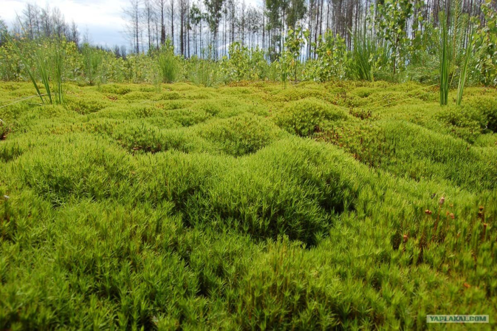 Тимуровское движение_сфагнум.jpg Тимуровское движение_сфагнум.jpg